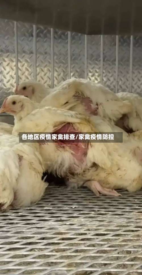 各地区疫情家禽排查/家禽疫情防控-第2张图片