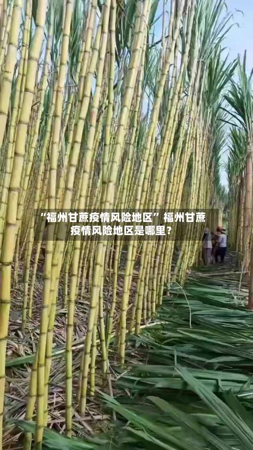 “福州甘蔗疫情风险地区” 福州甘蔗疫情风险地区是哪里？-第2张图片